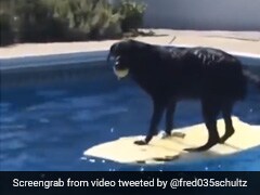 कुत्ते की बॉल स्विमिंग पूल में चली गई, तो लेने के लिए पूल में उतरा और फिर जो हुआ, वो देख हंसी रोक नहीं पाएंगे आप - देखें Video