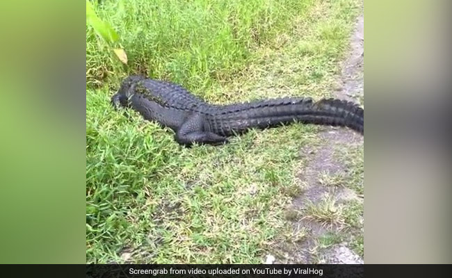 साइकिल पर मस्त घूम रही थी लड़की, अचानक सामने आ गए दो खूंखार मगरमच्छ और फिर... देखें Video