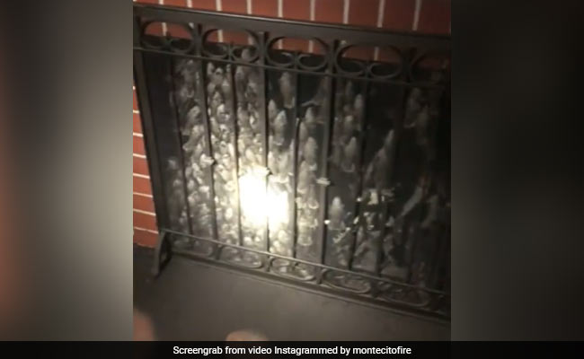 Video: Hundreds Of Birds Found Trapped Inside Chimney In California