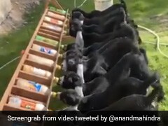 मेमने दूध पीते हुए हिला रहे थे पूंछ, तो आनंद महिंद्रा ने बताया बिजली बनाने का नया जुगाड़, बोले- ये है Tail Power - देखें Video