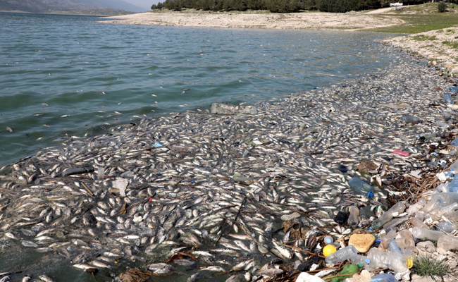 At Least 40 Tonnes Of Dead Fish Wash Up On Shore Of Polluted Lake In Lebanon