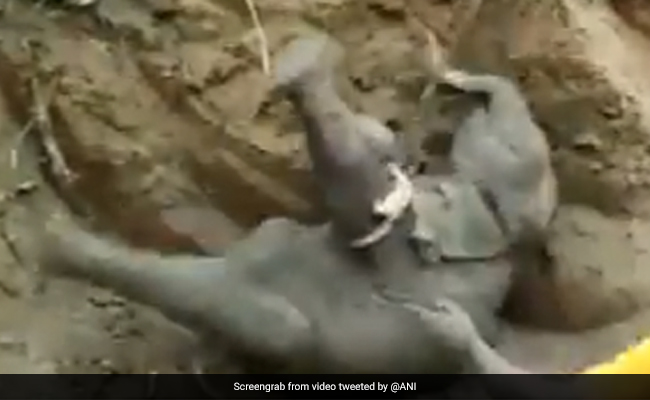 15 फीट गहरे कुएं में गिर गया था हाथी का बच्चा, ऐसे बचाई गई जान, तो लोगों ने दिए ये रिएक्शन -देखें Video
