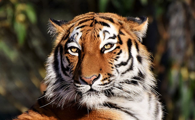 Rare Siberian Tiger Caught After Attacking A Villager In China