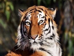 Rare Siberian Tiger Caught After Attacking A Villager In China Rare Siberian Tiger Caught After Attacking A Villager In China