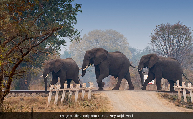 Man Trampled To Death By Elephants In Andhra In Latest Human-Animal Conflict