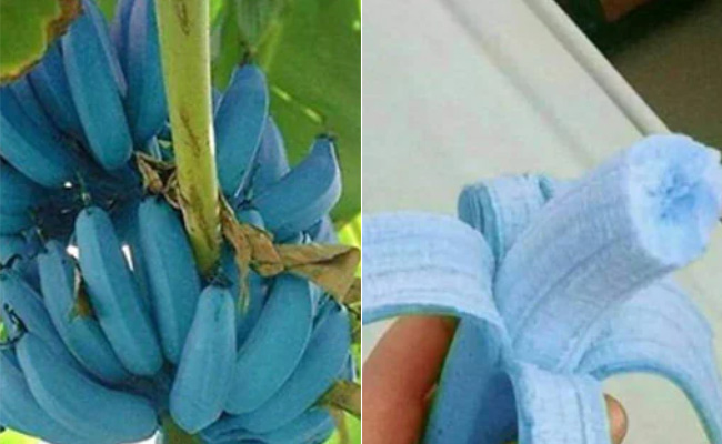 यहां देखें नीले रंग का केला, वनीला आइसक्रीम के जैसा है स्वाद
