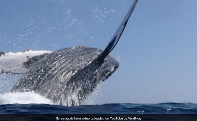 Watch: Humpback Whale Almost Lands On Couple Swimming To Boat
