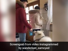 कुत्ते को घर में अकेला छोड़कर घूमने जा रहे थे घरवाले, तो पालतू जानवर ने किया कुछ ऐसा - देखें Viral Video