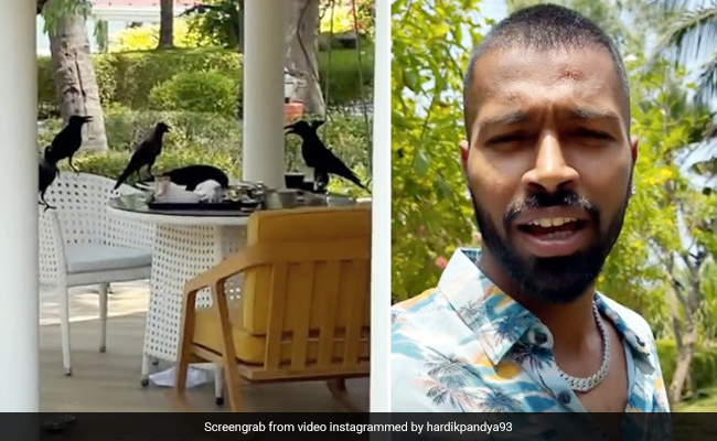 हार्दिक पंड्या के खाने पर कौवों ने किया Attack, कैंची थामे दिखीं पत्नी नताशा, क्रिकेटर ने दिया यह रिएक्शन - देखें Video