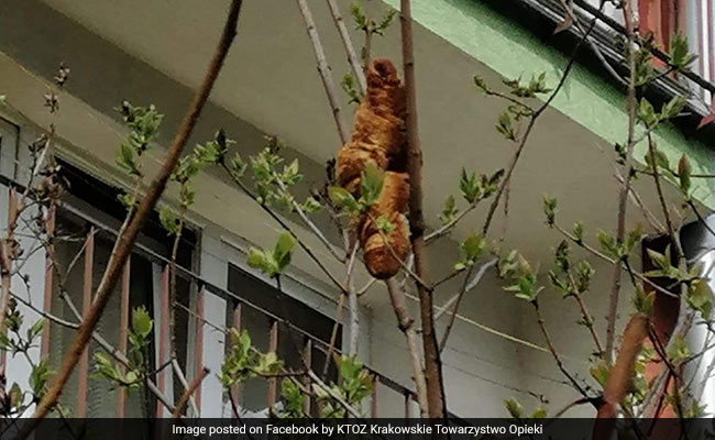 Woman Calls Animal Control On Spotting "Dangerous Animal", It Turns Out To Be...