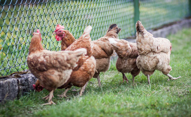 Hens Stop Laying Eggs After Eating Feed, Pune Poultry Farmer Goes To Police
