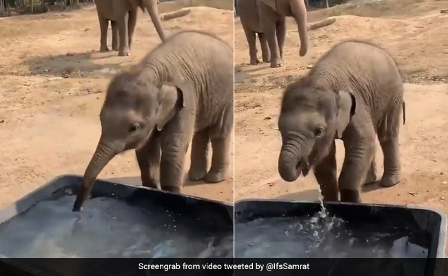 टब से पहली बार पानी पीने की कोशिश कर रहा था हाथी का बच्चा, सूंड से किया कुछ ऐसा - देखें Video