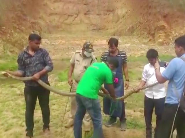 Watch: 14-Feet-Long King Cobra Rescued In Odisha