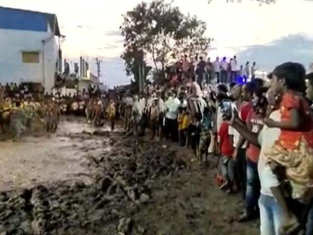 Hundreds Participate In Ugadi Cow Dung Fight In Andhra Amid Covid Surge