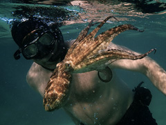 Blog: Our Film 'My Octopus Teacher' Just Won A BAFTA