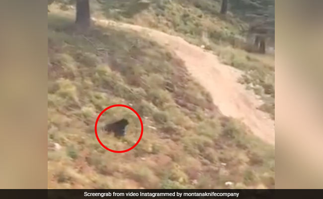 पहाड़ पर बाइक दौड़ा रहा था शख्स, अचानक पीछे पड़ गया भालू, दौड़ लगाकर पहुंचा पास और फिर... देखें Video