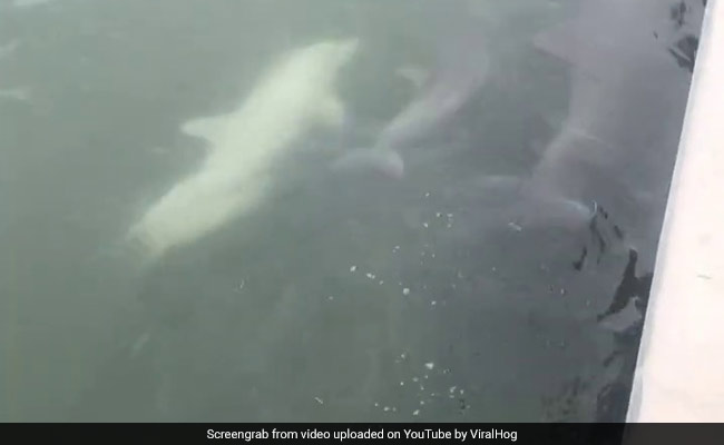 Spotted In Florida: An Extremely Rare White Dolphin Calf