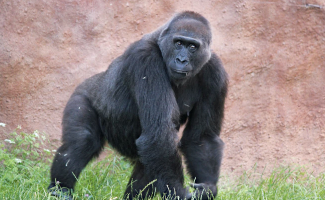 That Famous Gorilla Chest Thump: What They're Trying To Say