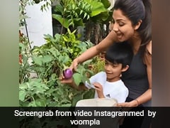Shilpa Shetty ने बेटे संग गमले से तोड़ निकाले एक किलो बैंगन, बोलीं- आज भरता बनेगा...देखें Video