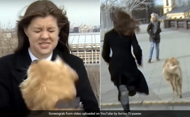 Live TV पर रिपोर्टिंग कर रही लड़की के हाथ से माइक छीनकर भागा कुत्ता, पीछे दौड़ी रिपोर्टर और फिर... देखें पूरा Video