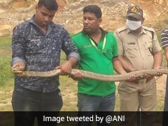 ओडिशा के गांव में मिला 14 फीट लंबा किंग कोबरा, वन विभाग ने किया रेस्क्यु
