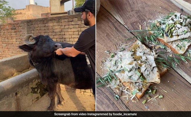 भैंस ने खाया भूंसे और रोटी से बना Sandwich, मजे से लिया स्वाद, लोग बोले- 'इंसान ही क्यों…' - देखें Video