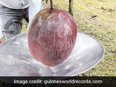 Colombian Farmers Enter Guinness Book For Growing World's Heaviest Mango