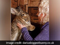 UK Police Hunt For Thieves Who Stole World's Biggest Rabbit