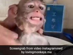 बंदर ने लिया Spa, शॉवर में नहाकर हुआ चकाचक, टॉवेल लपेटकर ऐसे किया रिलैक्स - देखें मजेदार Video