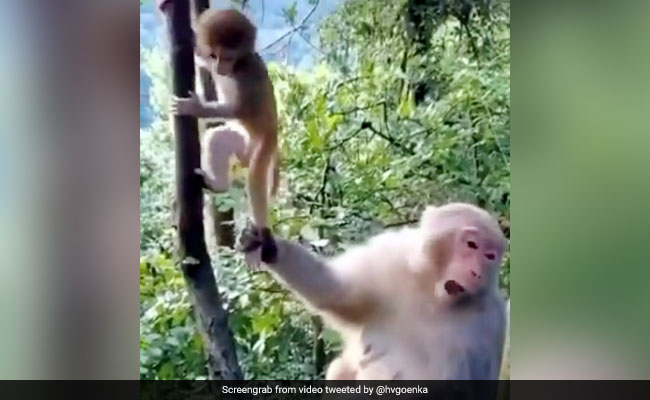 बंदरिया ने पकड़ी बच्चे की पूंछ, तो बंदर ने किया Kiss, हर्ष गोयनका ने लिखी दिल छू लेने वाली बात - देखें Video