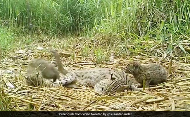 World's 1st Fishing Cat Survey Pegs Its Population At Chilika Lake At 176