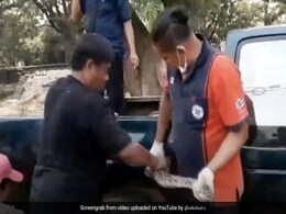 कार के पेट्रोल टैंक में छिपा बैठा था इतना बड़ा अजगर, अंदर हाथ डालकर निकाला बाहर तो... देखें Shocking Video कार के पेट्रोल टैंक में छिपा बैठा था इतना बड़ा अजगर, अंदर हाथ डालकर निकाला बाहर तो... देखें Shocking Video