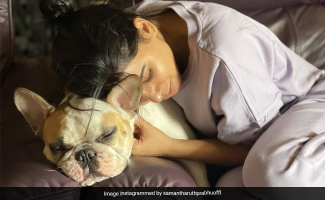 Samantha Ruth Prabhu Shares A Glimpse Of Her Morning With Pet Pooch Hash