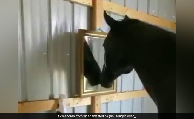 घोड़े ने पहली बार शीशे में देखा अपना चेहरा, डर के मारे ऐसे लगा दी दौड़ - देखें Funny Video