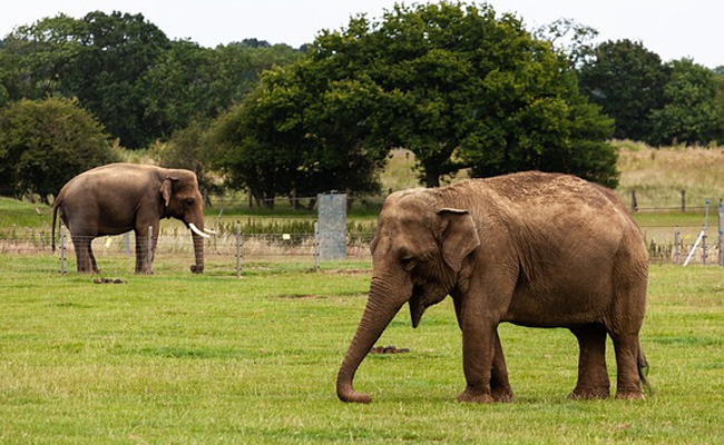 Elephants On Tour In China Guzzled Crops, Caused Losses In Millions