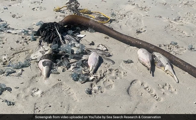 Hundreds Of Sea Creatures "Deadlier Than Cyanide" Found Washed Up On Beach