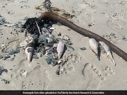 Hundreds Of Sea Creatures "Deadlier Than Cyanide" Found Washed Up On Beach Hundreds Of Sea Creatures "Deadlier Than Cyanide" Found Washed Up On Beach