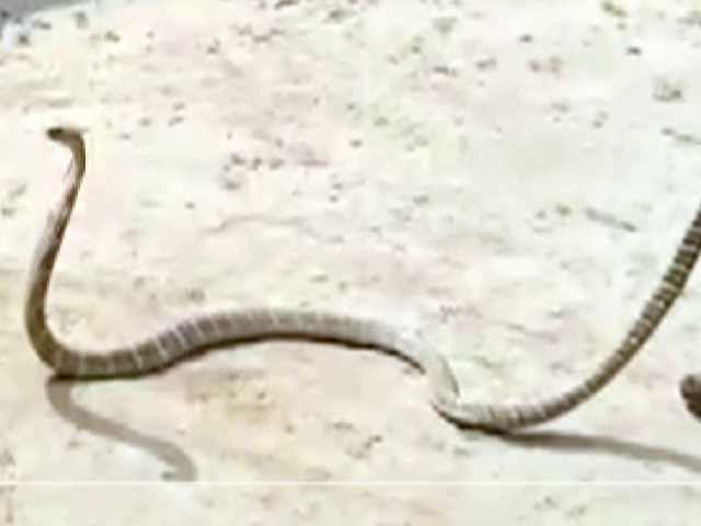 15-Feet-Long King Cobra Rescued From Odisha House