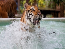 At This Zoo, Tigers Get Chicken Ice Pops To Beat The Heat At This Zoo, Tigers Get Chicken Ice Pops To Beat The Heat