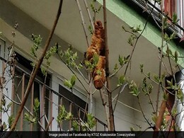 घर से बाहर निकली महिला को पेड़ पर बैठा दिखा 'बिना सिर का जानवर', पास जाकर देखा तो... घर से बाहर निकली महिला को पेड़ पर बैठा दिखा 'बिना सिर का जानवर', पास जाकर देखा तो...