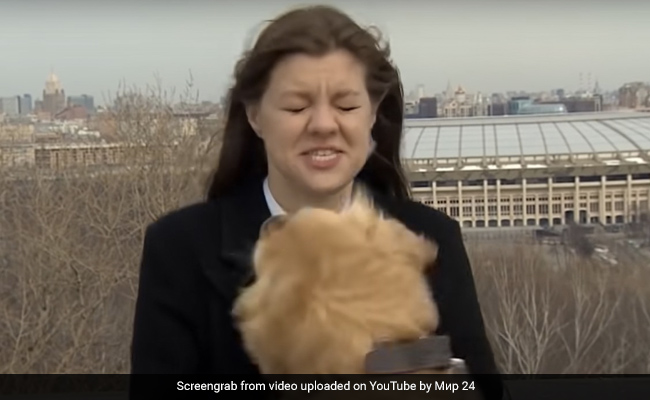 Watch: Dog Runs Away With Reporter's Mic On Live TV