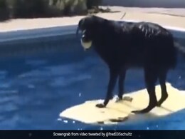 कुत्ते की बॉल स्विमिंग पूल में चली गई, तो लेने के लिए पूल में उतरा और फिर जो हुआ, वो देख हंसी रोक नहीं पाएंगे आप - देखें Video कुत्ते की बॉल स्विमिंग पूल में चली गई, तो लेने के लिए पूल में उतरा और फिर जो हुआ, वो देख हंसी रोक नहीं पाएंगे आप - देखें Video