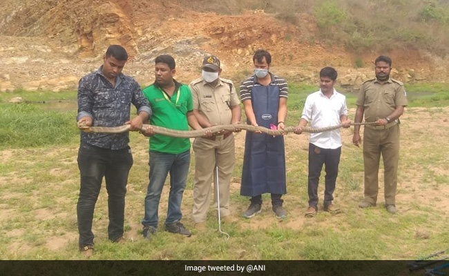 ओडिशा के गांव में मिला 14 फीट लंबा किंग कोबरा, वन विभाग ने किया रेस्क्यु