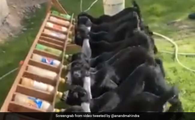 मेमने दूध पीते हुए हिला रहे थे पूंछ, तो आनंद महिंद्रा ने बताया बिजली बनाने का नया जुगाड़, बोले- ये है Tail Power - देखें Video