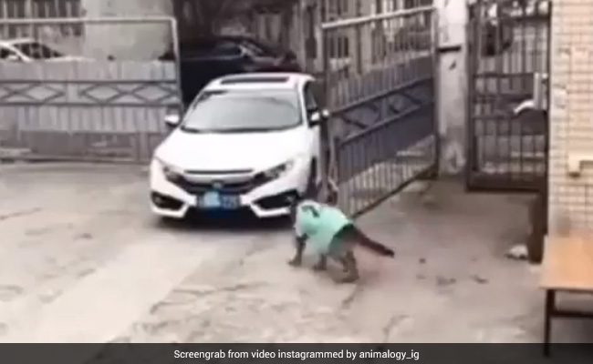 गार्ड की नौकरी करता है ये कुत्ता, गाड़ी आने पर खोलता है गेट, घुसने से पहले रजिस्टर में करवाता है एंट्री - देखें Video