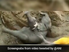 15 फीट गहरे कुएं में गिर गया था हाथी का बच्चा, ऐसे बचाई गई जान, तो लोगों ने दिए ये रिएक्शन - देखें Video