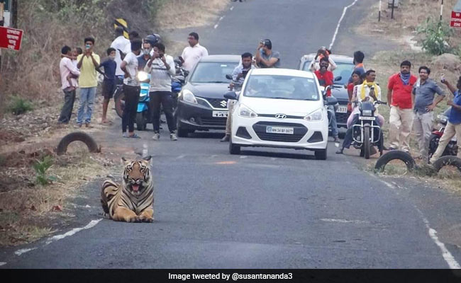 सड़क पर जा रहे थे लोग, तभी बीच रास्ते में आकर बैठ गया बाघ, IFS बोला- ‘एक और Lockdown’