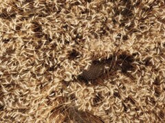 इस फोटो में छिपा है एक खतरनाक जानवर, क्या आपने देखा ? बताइए उसका नाम