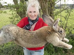 घर से चोरी हुआ 'दुनिया का सबसे बड़ा खरगोश', तो वापस लाने वाले के लिए मालकिन ने रखा 1 लाख रुपये का इनाम