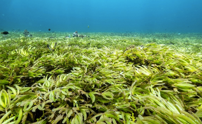 Shrinking Sea Meadows Store More Carbon Than Forests. Scientists Are Racing To Track What's Left
